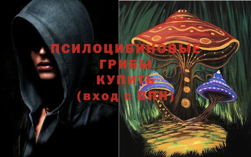 закладки  Разумное  Псилоцибиновые грибы Psilocybe 